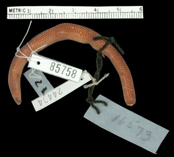 Media type: image;   Herpetology R-85758 Aspect: dorsal